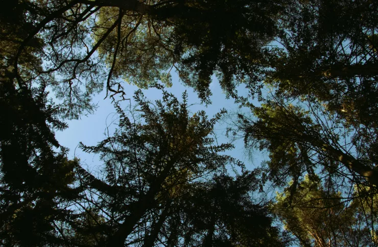 forest